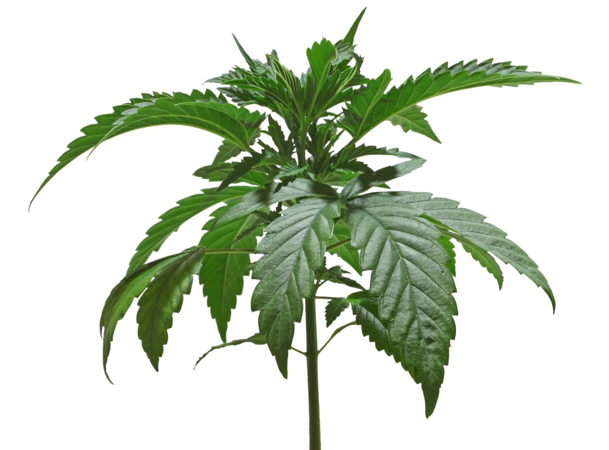 Beleuchtungspläne Für Cannabispflanzen